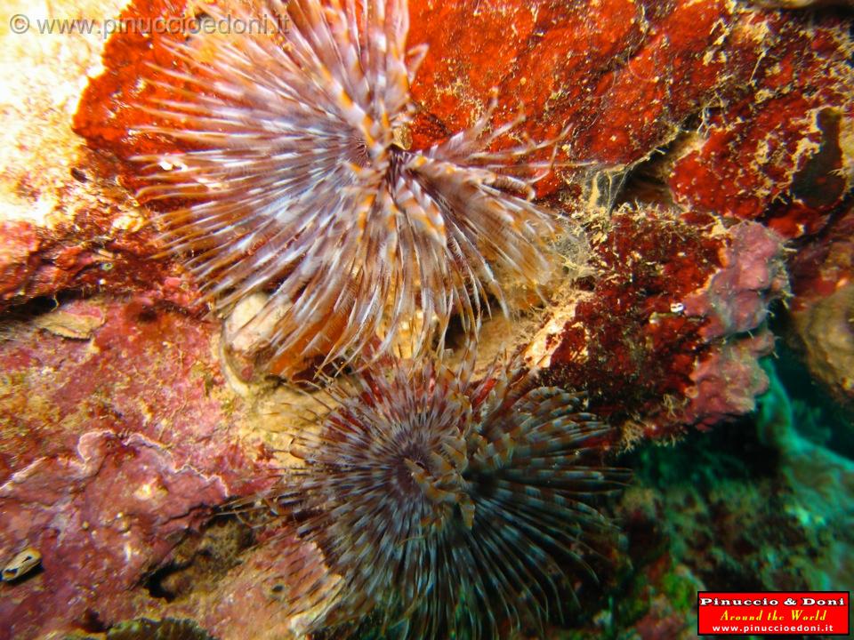 Djibouti - Diving a Djibouti - 24.jpg